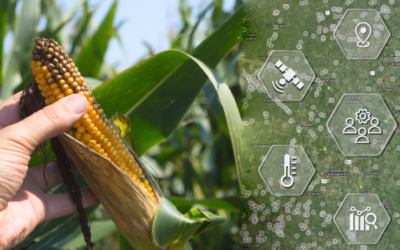 Información georreferenciada para combatir el achaparramiento del maíz en la provincia