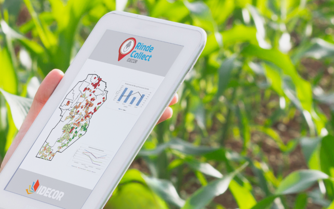Rendimientos del maíz: qué dicen los datos de campo de las últimas campañas en Córdoba