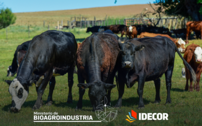 Carne y leche: 8 mapas actualizados de la producción ganadera de Córdoba