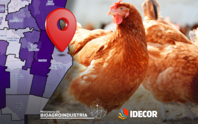 Producción avícola en Córdoba: nuevo mapa con todos los datos
